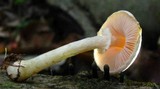 Agaricus miniatus image