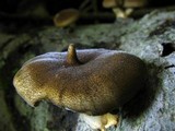 Polyporus brumalis image