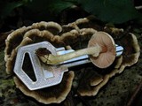 Agaricus miniatus image