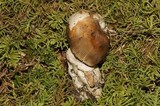 Amanita sect. Vaginatae image