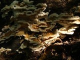 Abortiporus biennis image