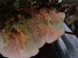 Abortiporus biennis image
