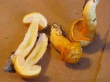 Boletus curtisii image