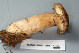 Lactarius kauffmanii image