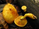 Gymnopilus luteus image