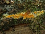 Phanerochaete chrysorhizon image