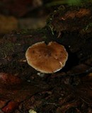 Pluteus americanus image