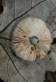 Pluteus americanus image