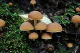Psathyrella piluliformis image