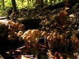 Mycena inclinata image