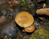 Mycena rutilantiformis image