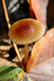 Mycena atkinsoniana image