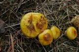 Suillus americanus image