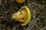 Suillus americanus image