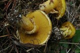 Suillus americanus image