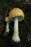 Amanita amerimuscaria image