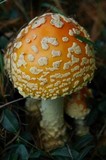 Amanita amerimuscaria image