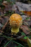 Amanita amerimuscaria image