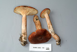 Lactarius rufus image