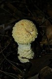 Amanita amerimuscaria image