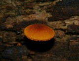 Pholiota granulosa image