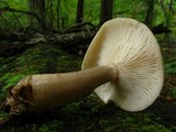 Lactarius cinereus image
