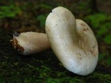 Lactarius cinereus image
