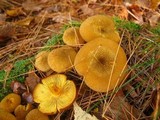 Tricholomopsis decora image