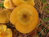 Tricholomopsis decora image