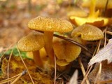 Tricholomopsis decora image