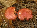 Cortinarius bolaris image