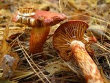 Cortinarius bolaris image
