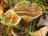 Ampulloclitocybe clavipes image