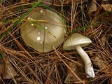 Tricholoma saponaceum image