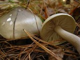 Tricholoma saponaceum image