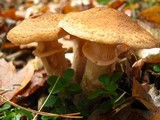 Armillaria solidipes image