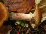 Armillaria solidipes image