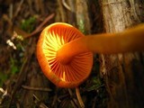 Cortinarius cinnamomeus image