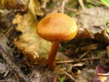 Cortinarius cinnamomeus image
