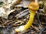 Cortinarius cinnamomeus image