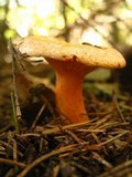 Lactarius thyinos image