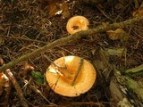 Lactarius thyinos image