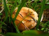 Lactarius thyinos image