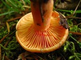 Lactarius thyinos image