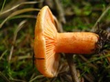 Lactarius thyinos image