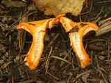 Lactarius thyinos image