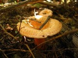 Lactarius thyinos image