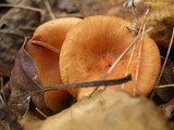 Lactarius tabidus image