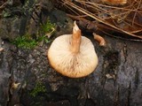 Lactarius tabidus image
