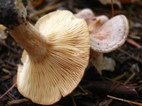Lactarius uvidus image